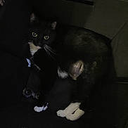 Luna joined the competition — help win amazing prizes! cat, tuxedo_cat, black_and_white, pet, animal, feline, whiskers, paws, chair, indoor, dark, shadow, relaxed, looking, eyes, fur, cozy, resting, home, cute