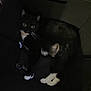cat, tuxedo_cat, black_and_white, pet, animal, feline, whiskers, paws, chair, indoor, dark, shadow, relaxed, looking, eyes, fur, cozy, resting, home, cute