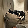 Luna joined the competition — help win amazing prizes! cat, black_and_white_cat, couch, furniture, indoor, relaxed, pet, animal, door, light_switch, wall, person, leg, shorts, paw, resting, cozy, home, living_room, domestic