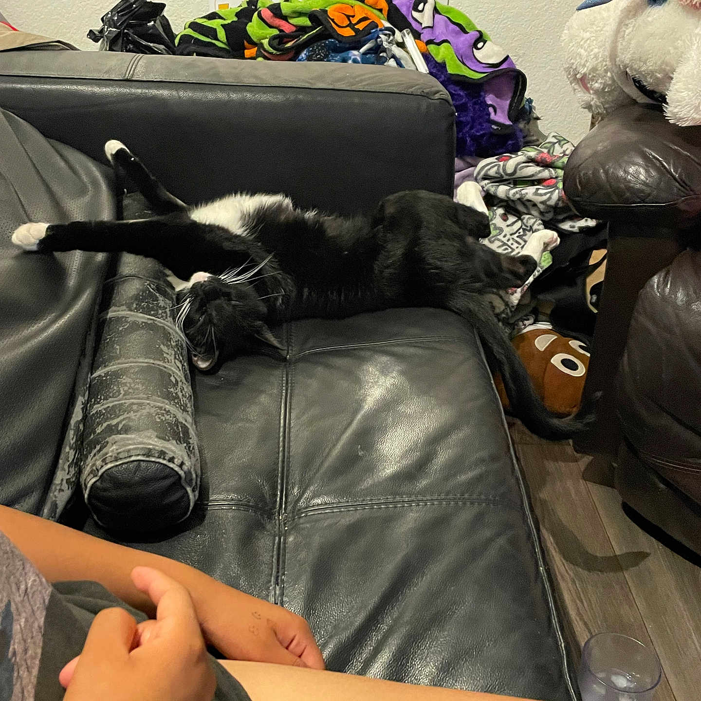 Luna is registered to the contest to win money with this photo: arm, black_and_white_cat, blanket, calendar, cat, colorful_blanket, couch, floor, home, indoor, leather_couch, leg, person, pet, plush_toy, poster, relaxing, stretching, unicorn, wood_floor