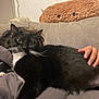 cat, black_cat, white_whiskers, person, hand, couch, plush_pillow, indoor, relaxing, pet, feline, fur, whiskers, animal, cozy, home, comfort, soft, lap, resting