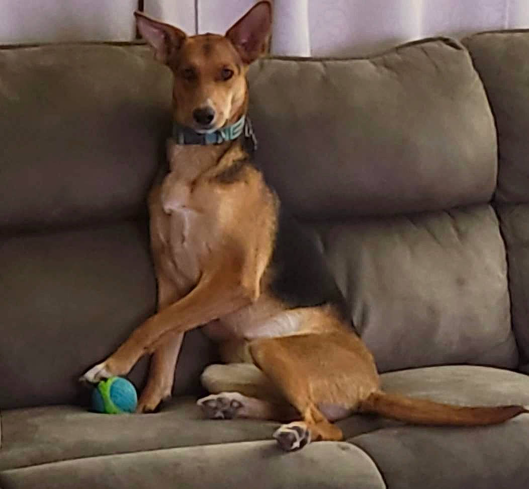 Miss Dee is registered to the contest to win money with this photo: ancient_dog_breeds, canidae, carnivore, collar, comfort, companion_dog, couch, dog, dog_breed, dog_supply, fawn, paw, snout, sporting_group, tail, terrestrial_animal, toy_dog, whiskers, wood, working_animal