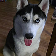 Peaches is registered to the contest to win money with this photo: dog, husky, blue_eyes, indoor, wooden_floor, pet, animal, tongue_out, sitting, household, furniture, canine, cute, fur, ears, black_and_white, companion, friendly, portrait, domestic