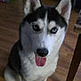 dog, husky, blue_eyes, indoor, wooden_floor, pet, animal, tongue_out, sitting, household, furniture, canine, cute, fur, ears, black_and_white, companion, friendly, portrait, domestic