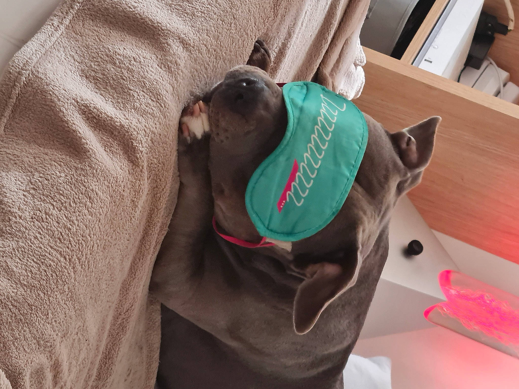 Pumba a rejoint le concours — aidez-le/la à gagner de superbes lots ! canidae, carnivore, collar, comfort, companion_dog, dog, dog_breed, dog_collar, fawn, felidae, grey, liver, mammal, pet_supply, sleeve, small_to_medium_sized_cats, snout, sporting_group, wood, working_animal