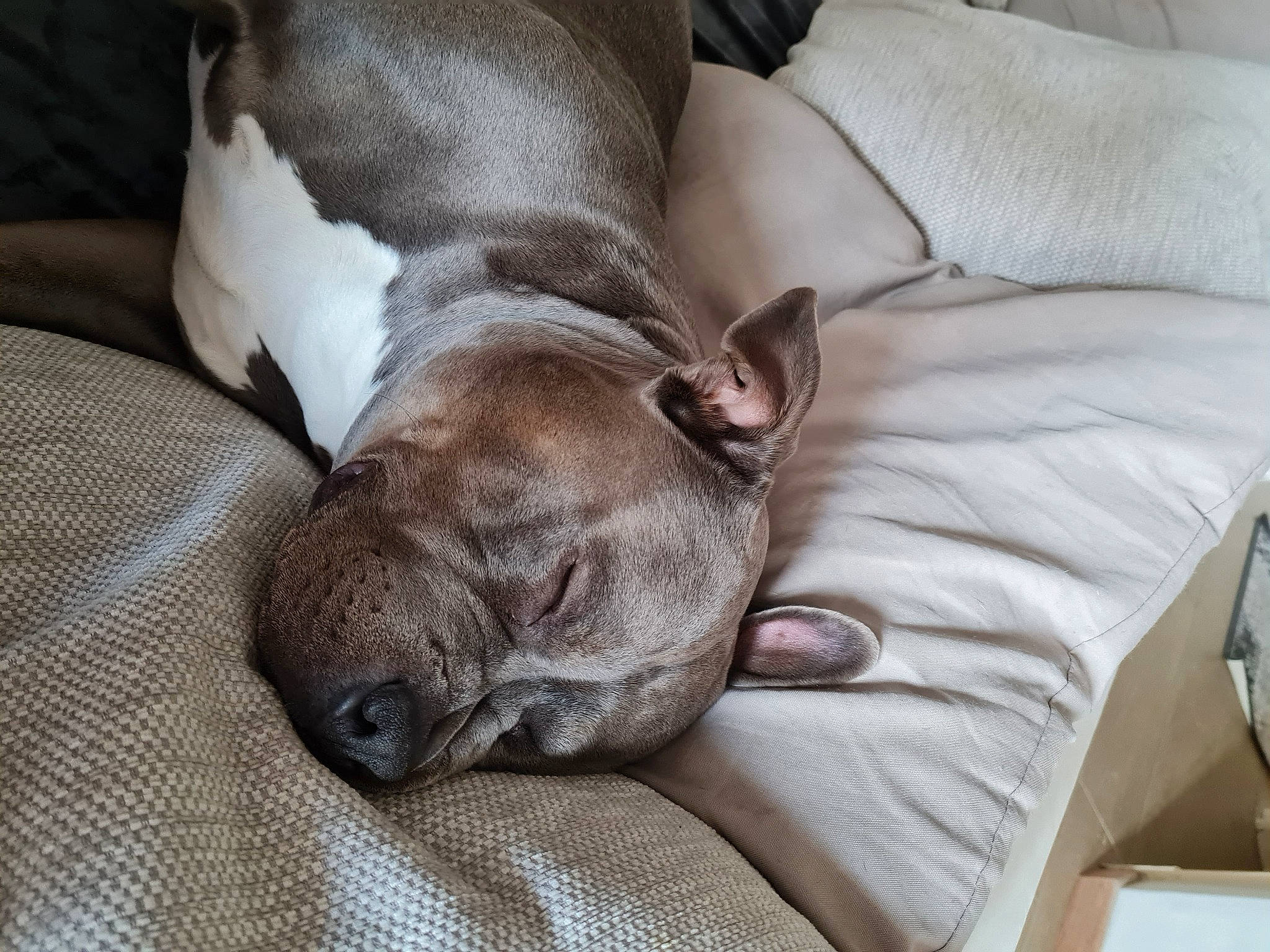 Pumba a rejoint le concours — aidez-le/la à gagner de superbes lots ! canidae, carnivore, comfort, companion_dog, couch, dog, dog_breed, fawn, fur, grey, linens, liver, nap, sleep, snout, sporting_group, terrestrial_animal, whiskers, working_animal, wrinkle