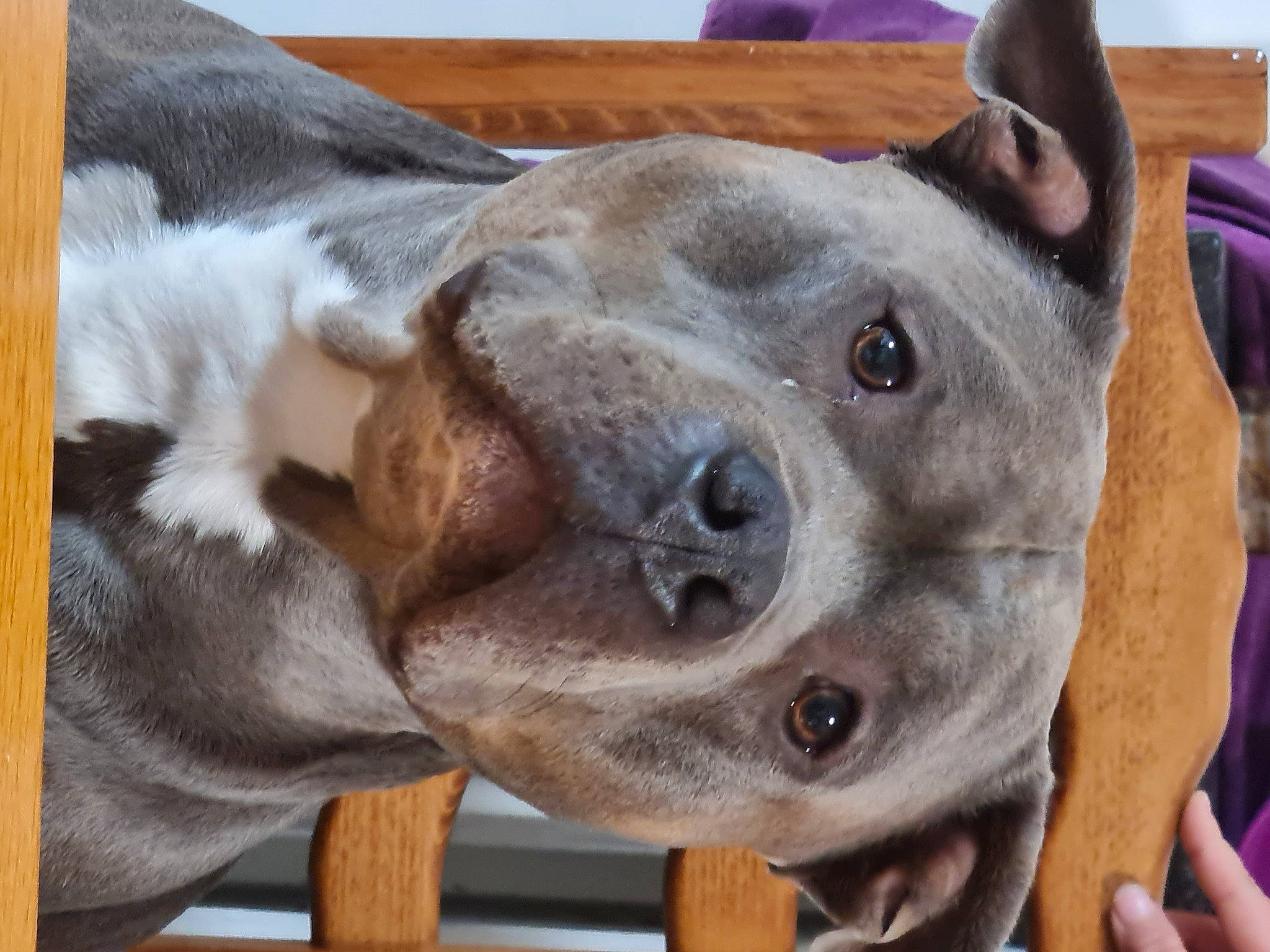 Pumba a rejoint le concours — aidez-le/la à gagner de superbes lots ! canidae, carnivore, collar, companion_dog, dog, dog_breed, dog_collar, ear, fawn, fur, giant_dog_breed, guard_dog, liver, non_sporting_group, pet_supply, snout, sporting_group, whiskers, working_animal, wrinkle