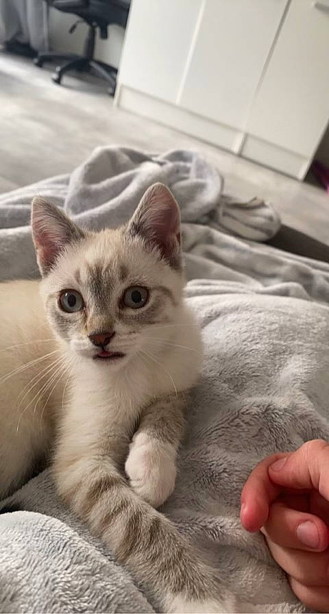 Neige a rejoint le concours — aidez-le/la à gagner de superbes lots ! carnivore, cat, claw, comfort, domestic_short_haired_cat, eye, fawn, felidae, fur, head, paw, photo_caption, small_to_medium_sized_cats, snout, tail, thai, whiskers, window