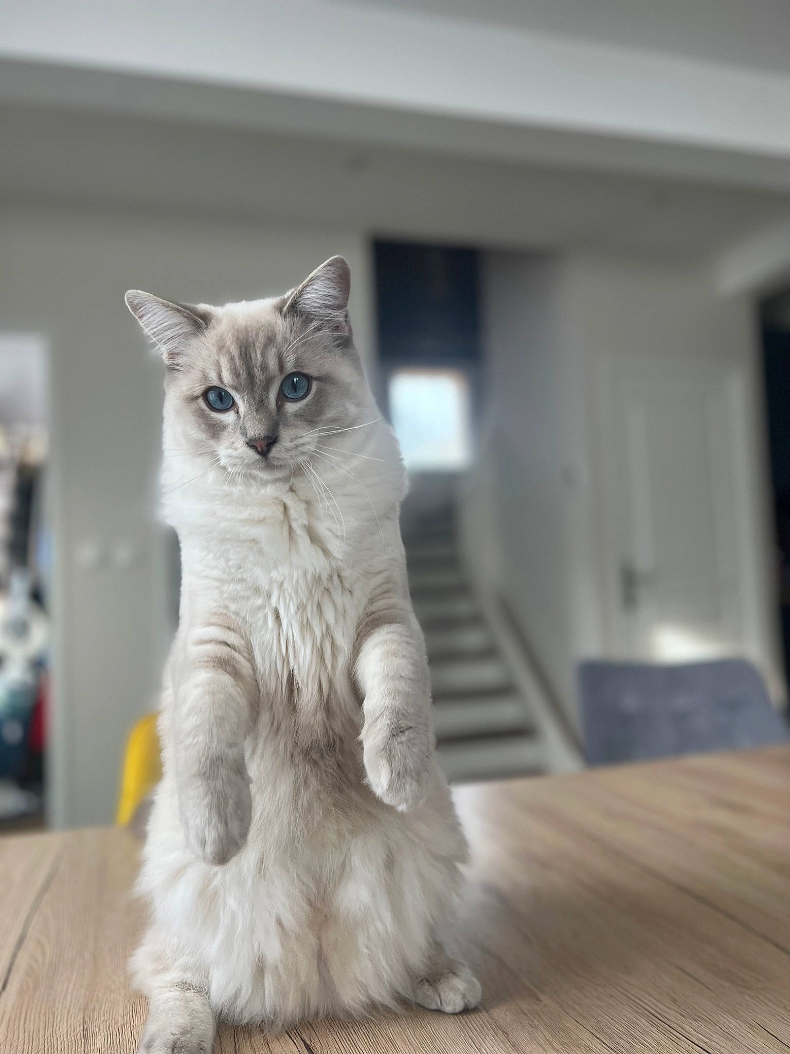 Up Des Mots Doux participe au concours pour gagner de l'argent avec cette photo : british_longhair, carnivore, cat, domestic_short_haired_cat, fawn, felidae, flooring, fur, grey, hardwood, paw, plank, sitting, small_to_medium_sized_cats, snout, tail, varnish, whiskers, wood, wood_flooring