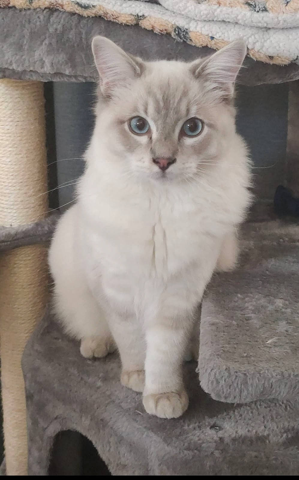 Up Des Mots Doux a rejoint le concours — aidez-le/la à gagner de superbes lots ! british_longhair, carnivore, cat, domestic_short_haired_cat, eye, felidae, fur, paw, small_to_medium_sized_cats, snout, tail, terrestrial_animal, whiskers, window