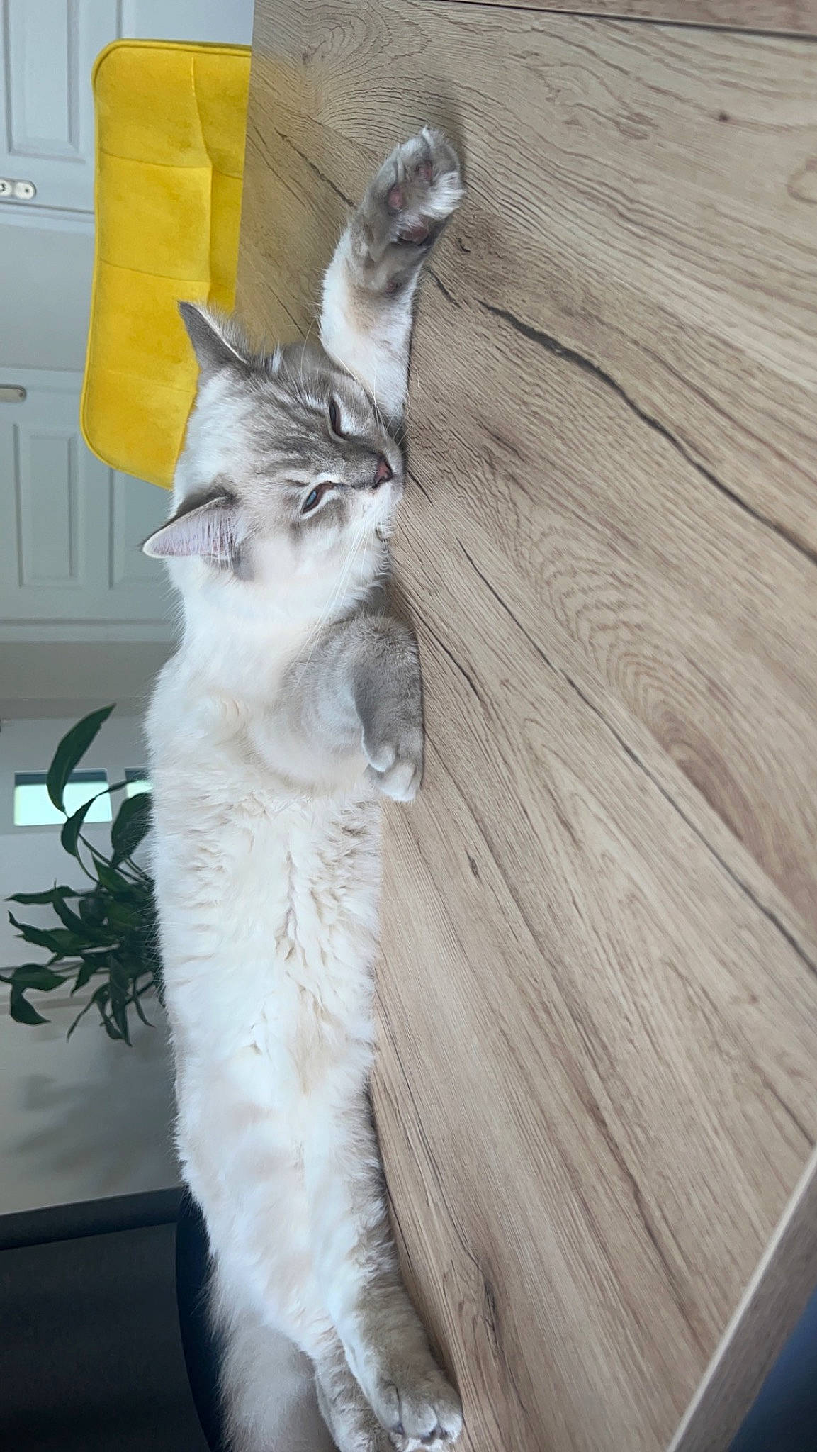 Up Des Mots Doux a rejoint le concours — aidez-le/la à gagner de superbes lots ! carnivore, cat, claw, domestic_short_haired_cat, door, felidae, flooring, fur, hardwood, houseplant, paw, plank, plant, small_to_medium_sized_cats, snout, tail, whiskers, wood, wood_flooring, wood_stain