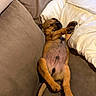 puppy, dog, sleeping, couch, pillows, brown, cozy, pet, animal, relaxing, cute, fur, indoors, resting, small, adorable, domestic, companion, snuggled, young