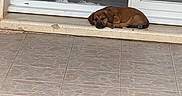 Bandit participe au concours pour gagner de l'argent avec cette photo : puppy, dog, brown_dog, sleeping, lying_down, pet, animal, cute, doorway, threshold, glass_door, window, tile_floor, patio, home, indoor, outdoor, relaxed, floppy_ears, portrait