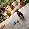 Bandit participe au concours pour gagner de l'argent avec cette photo : dog, puppy, backyard, patio, outdoor, garden, tiles, tennis_ball, dog_toy, ring_toy, playing, standing, brown_dog, collar, flowerpot, flowers, greenery, brick_oven, wooden_gate, residential