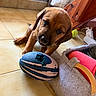 puppy, dog, toy, rugby_ball, indoor, floor_tiles, basket, blanket, wooden_chair, tennis_ball, pet, cute, young_dog, playful, brown_puppy, animal, household, pet_toy, floor, curious