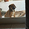 puppy, dog, brown, white_chest, sitting, glass_door, patio, tiled_floor, blanket, pottery, decor, outdoor, waiting, curious, young_dog, animal, pet, home, door, reflection