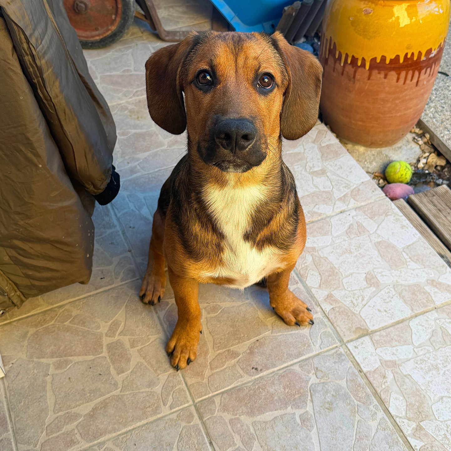 Bandit
