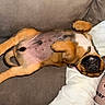 puppy, dog, belly_up, sleeping, relaxed, couch, pet, brown_fur, black_muzzle, paws, belly, upside_down, indoor, home, blanket, pillow, closeup, cute, resting, portrait