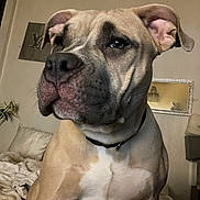 Louna a rejoint le concours — aidez-le/la à gagner de superbes lots ! dog, indoor, bed, blanket, muscular, pet, animal, wall, mirror, decor, collar, closeup, light, fur, ears, face, expression, sitting, home, canine