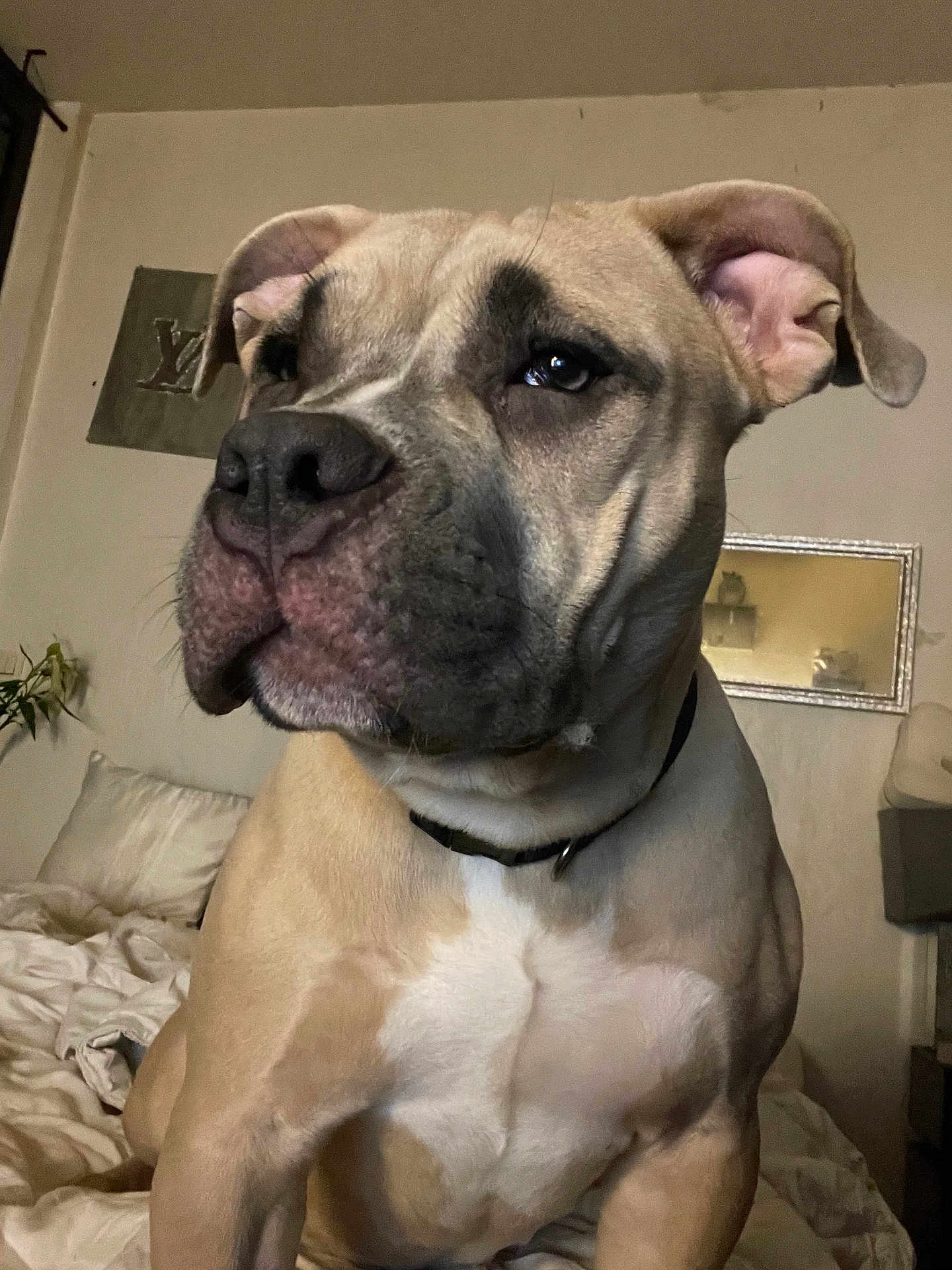 Louna a rejoint le concours — aidez-le/la à gagner de superbes lots ! dog, indoor, bed, blanket, muscular, pet, animal, wall, mirror, decor, collar, closeup, light, fur, ears, face, expression, sitting, home, canine