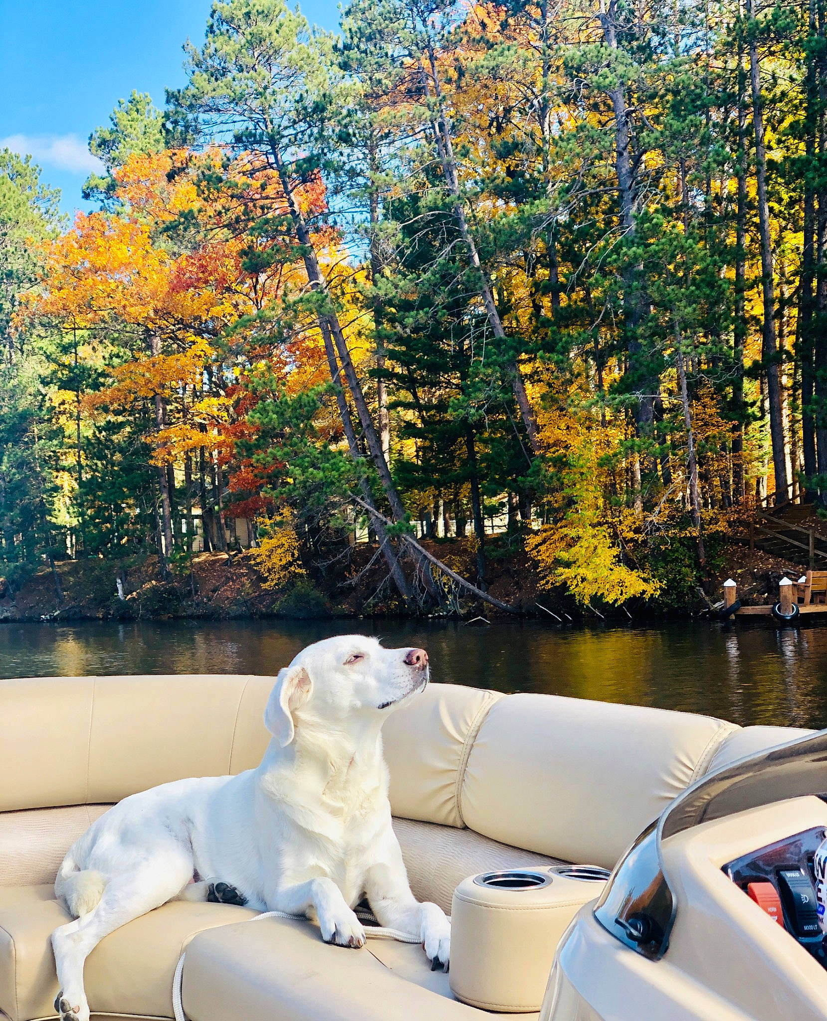 Charlie is registered to the contest to win money with this photo: autumn, bank, boat, canidae, companion_dog, dog, dog_breed, fawn, lake, leaf, nature, plant, river, sporting_group, state_park, tree, vehicle, waterway, wilderness, woody_plant