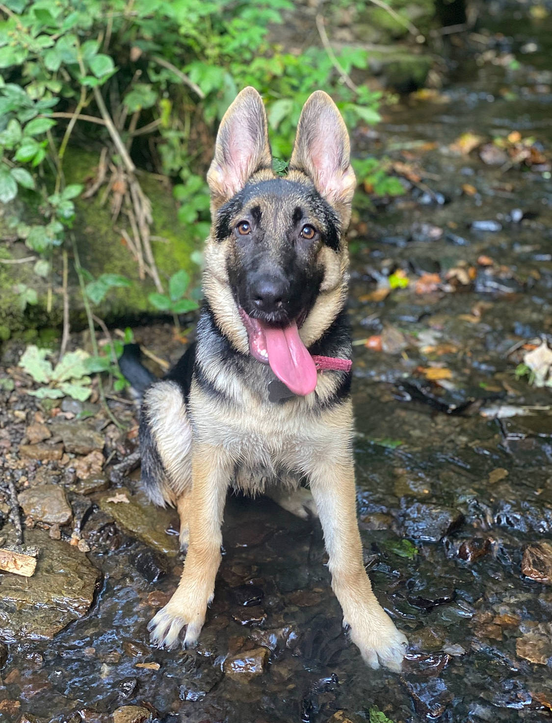 Nala joined the competition — help win amazing prizes! canidae, carnivore, collar, companion_dog, dog, dog_breed, dog_supply, fawn, german_shepherd_dog, grass, herding_dog, pet_supply, plant, snout, soil, sporting_group, terrestrial_animal, vehicle, working_animal, working_dog