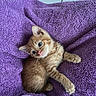 kitten, cat, orange_tabby, feline, animal, pet, fur, whiskers, ears, eyes, pink_nose, paws, cuddly, lying_down, towel, purple, indoors, portrait, close_up, adorable