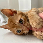 Roucky a rejoint le concours — aidez-le/la à gagner de superbes lots ! cat, kitten, orange_cat, ginger_cat, pet, animal, fur, whiskers, ears, eyes, paws, lying_down, being_held, human_hand, cuddling, indoors, white_surface, close_up, portrait, cute