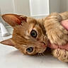 cat, kitten, orange_cat, ginger_cat, pet, animal, fur, whiskers, ears, eyes, paws, lying_down, being_held, human_hand, cuddling, indoors, white_surface, close_up, portrait, cute