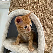 Roucky a rejoint le concours — aidez-le/la à gagner de superbes lots ! kitten, cat, orange_tabby, pet, animal, feline, cute, sitting, cat_tree, scratching_post, pet_bed, fluffy, fur, whiskers, blue_eyes, indoors, home, cozy, portrait, curious
