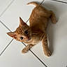 cat, kitten, orange_cat, ginger_cat, animal, pet, feline, whiskers, ears, eyes, paws, tail, fur, striped_fur, lying_down, indoor, tile_floor, curious, portrait, cute