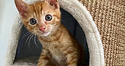 Roucky a rejoint le concours — aidez-le/la à gagner de superbes lots ! cat, kitten, orange_tabby, pet, animal, feline, sitting, portrait, blue_eyes, whiskers, pointed_ears, fluffy, striped_fur, cat_bed, hammock, scratching_post, indoor, cozy, home, cute