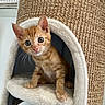cat, kitten, orange_tabby, pet, animal, feline, sitting, portrait, blue_eyes, whiskers, pointed_ears, fluffy, striped_fur, cat_bed, hammock, scratching_post, indoor, cozy, home, cute