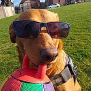Dix is registered to the contest to win money with this photo: animal, ball, brown_dog, canine, car, closeup, daylight, dog, funny, grass, house, leisure, outdoor, park, pet, playful, summer, sunglasses, sunny, toy