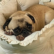 Zelda joined the competition — help win amazing prizes! animal, bed, blanket, companion, cozy, cute, cute_pet, dog, domestic_animal, ears, face, fur, indoors, paw, pet_bed, pug, relaxing, resting, sleepy, small_dog