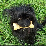 Beto joined the competition — help win amazing prizes! animal, black_dog, bone_treat, canine, collar, companion, cute, dog, ears, fur, grass, looking_up, mammal, muzzle, nature, outdoor, pet, playful, sitting, tongue_hidden