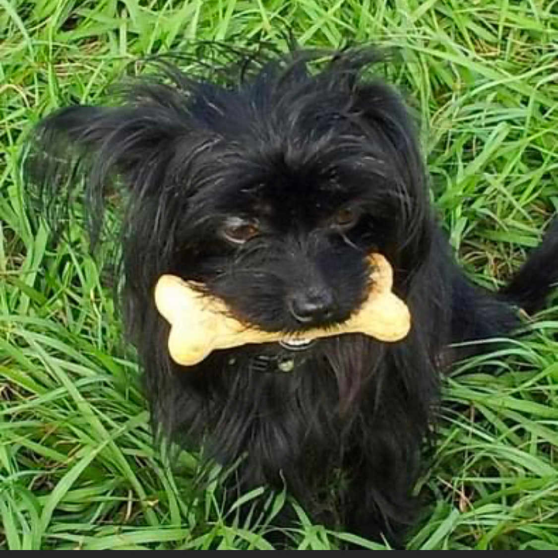 Beto joined the competition — help win amazing prizes! animal, black_dog, bone_treat, canine, collar, companion, cute, dog, ears, fur, grass, looking_up, mammal, muzzle, nature, outdoor, pet, playful, sitting, tongue_hidden