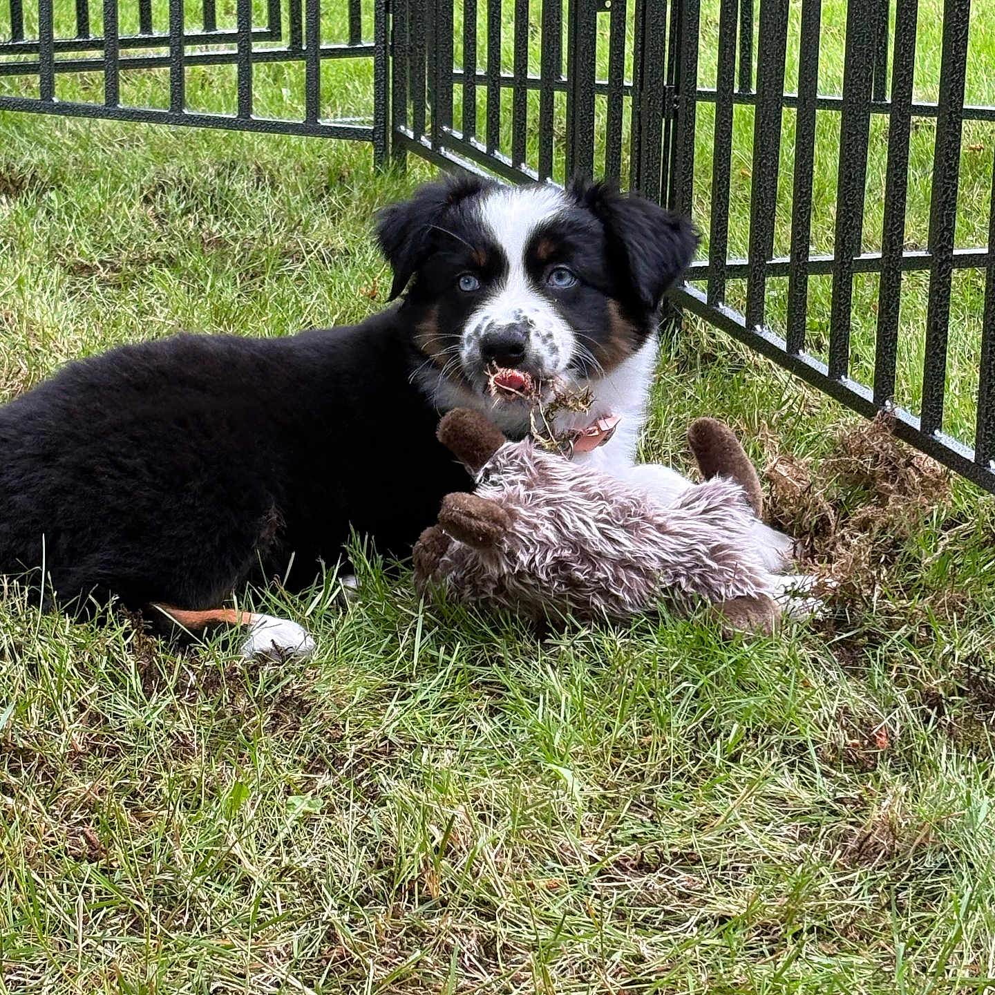 Sugar joined the competition — help win amazing prizes! animal, black_and_white, blue_eyes, chewing, collar, cute, dog, fence, fur, grass, lying_down, muzzle, nature, outdoor, pet, playful, puppy, summer, toy, young_dog