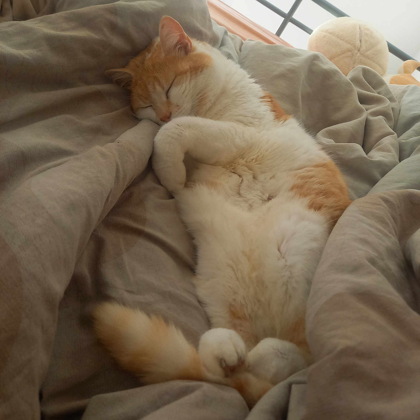 Pix participe au concours pour gagner de l'argent avec cette photo : abyssinian, animal, bed, bedroom, blanket, canine, cat, couch, cushion, dog, furniture, homedecor, indoors, kitten, linen, manx, person, pet, room, sleeping