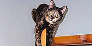 Chloe joined the competition — help win amazing prizes! alert, animal, balance, cat, climbing, curious, door, doorframe, feline, funny_pose, home, house, indoor, looking, pet, tortoiseshell, wall, wood, wooden_door, yellow_eyes