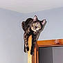 alert, animal, balance, cat, climbing, curious, door, doorframe, feline, funny_pose, home, house, indoor, looking, pet, tortoiseshell, wall, wood, wooden_door, yellow_eyes