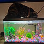 animal, aquarium, black_cat, cat, colorful_gravel, curious, decor, fish, fish_tank, goldfish, green_plant, home, indoor, orange_fish, pet, pink_plant, plastic_plants, tank_lid, water, water_filter