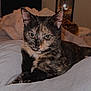 animal, bedroom, blanket, cat, comfort, cozy, cute, domestic, ears, eyes, feline, fur, indoor, pet, relaxed, resting, sleepy, soft, tortoiseshell, whiskers