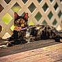 animal, cat, closeup, daylight, feline, lattice_fence, nature, outdoor, pet, purple_collar, quiet, relaxed, resting, shadow, sunlight, texture, tortoiseshell, warm_light, wood, wooden_deck