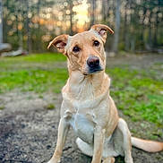 Brady joined the competition — help win amazing prizes! animal, blurred_background, brown, canine, daylight, dog, ears, earth, forest, fur, grass, mammal, nature, outdoor, paw, pet, portrait, sitting, sunset, tail