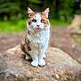 cat, animal, pet, feline, outdoor, nature, rock, fur, green_eyes, whiskers, ears, forest, blurred_background, sitting, cute, mammal, wildlife, portrait, closeup, alert
