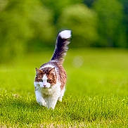 Pez joined the competition — help win amazing prizes! alert, animal, cat, cute, daylight, feline, field, fluffy_cat, focused, fur, grass, greenery, mammal, nature, outdoor, pet, soft_background, tail_up, walking, wildlife
