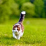 Pez joined the competition — help win amazing prizes! alert, animal, cat, cute, daylight, feline, field, fluffy_cat, focused, fur, grass, greenery, mammal, nature, outdoor, pet, soft_background, tail_up, walking, wildlife