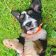 Duke is registered to the contest to win money with this photo: adorable, animal, closeup, cute, dog, ears, fur, grass, greenery, happy, lying_down, nature, orange_collar, outdoor, pet, pink_paw, playful, puppy, tongue, young