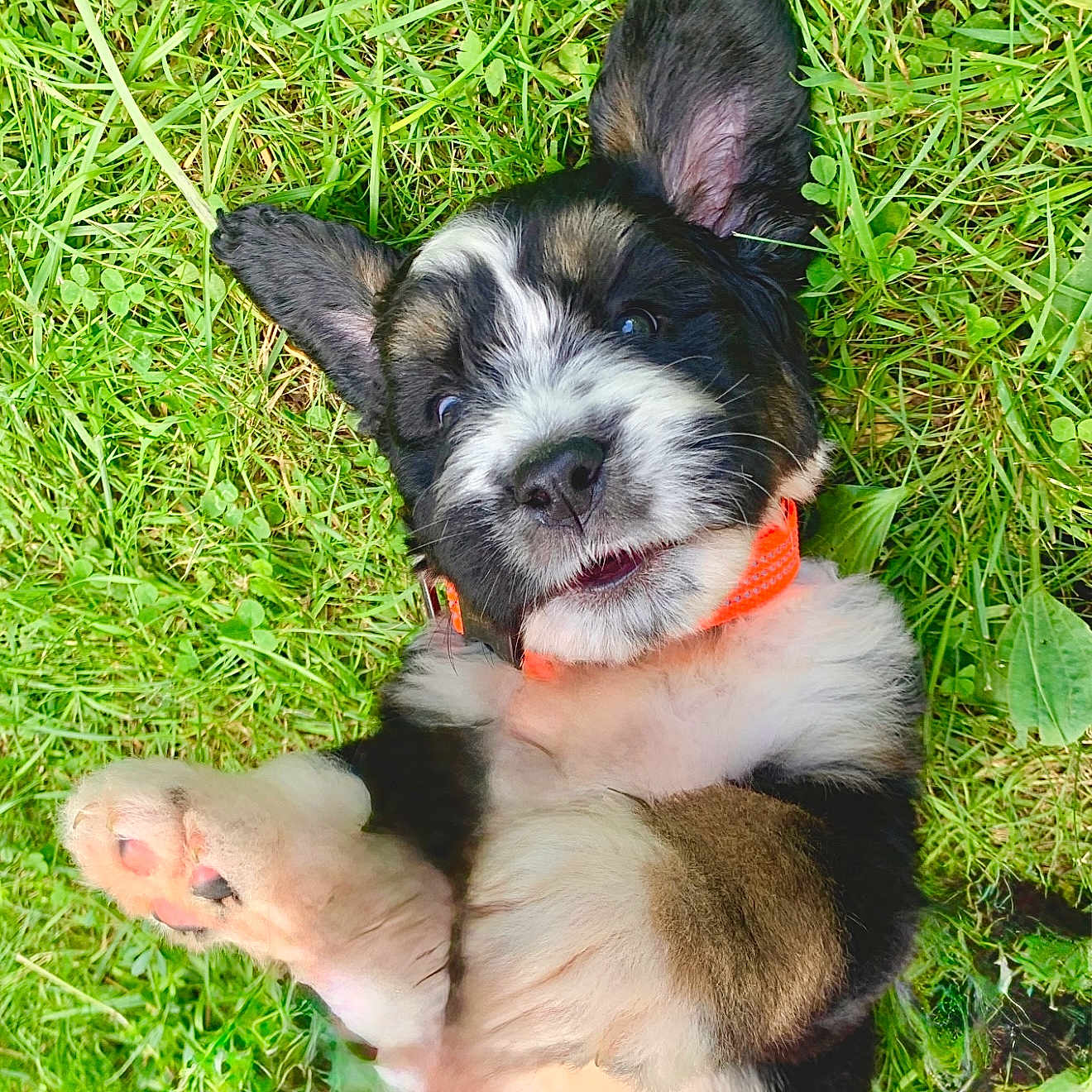 Duke